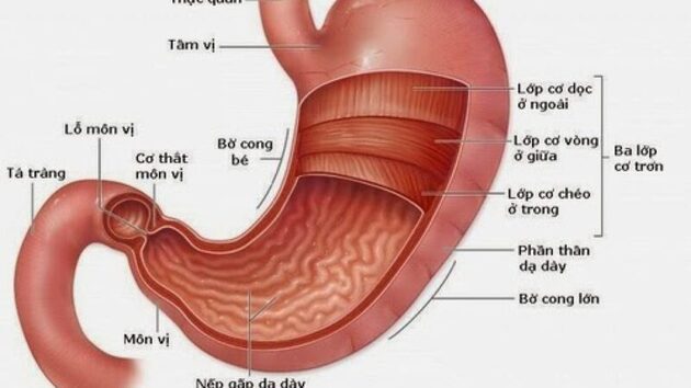 Nguyên nhân chính gây ra hẹp hậu môn dạ dày cần biết