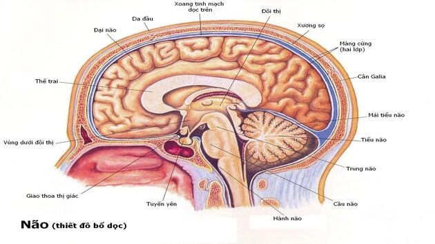 Hiểu rõ về bệnh thân kinh ở người cao tuổi 